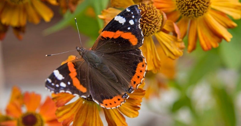red-admiral-butterfly.jpg