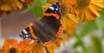 red-admiral-butterfly.jpg