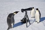 penguin_camera_again.jpg