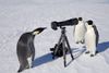 penguin_camera_again.jpg