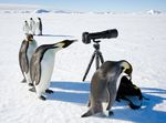 penguins2.jpg