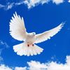 dove.jpg