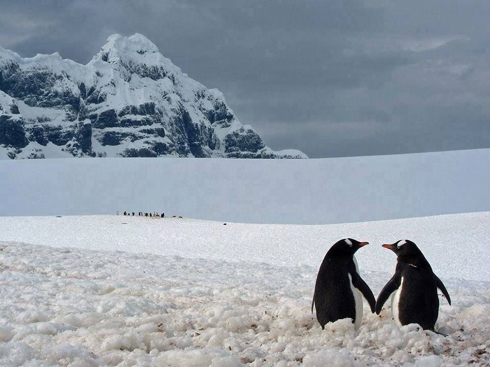 penguin love.jpg