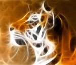 Tiger-Fractal.jpg